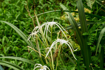 Obraz premium flor blanca