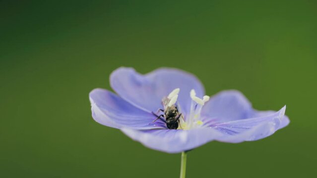 Linum perenne or blue flax flower macro with a bee against natural green background