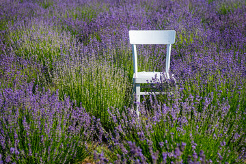 A chair in lavender field