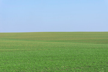 Fototapeta premium Green field with blue sky as background.
