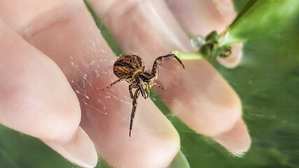Spider web with big brown garden spider in hand  close up. Spider bite danger. Summer dangerous  insects.