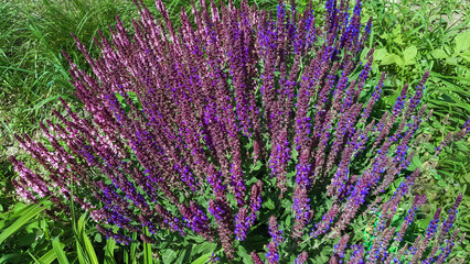 Fototapeta premium Beautiful purple lavender flowers blooming bush. Summer provence flowerbed in park. Violet blossom medicine herbs.