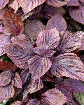 purple leaves of ornamental Amaranth plant in summer garden