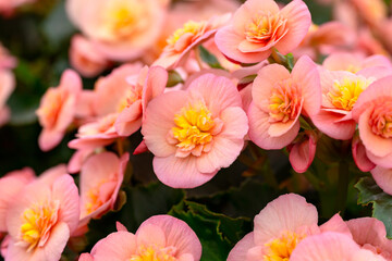 Obraz na płótnie Canvas pink begonia flowers blooming in summer cottage garden