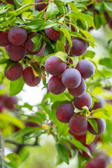 Plum, delicious purple and pink sweet fruit on the tree branch in the orchard