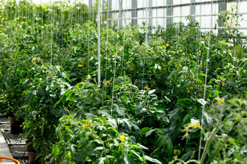 tied up tomatoes in industrial greenhouse, horticulture concept