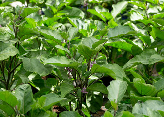 Aubergine or eggplant Purple Flowers Plant Solanum melongena in a Vegetable Garden