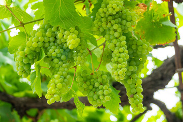 grapes with green leaves on the vine. fruits