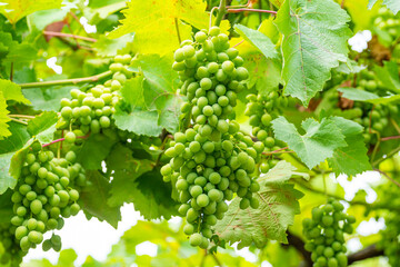 grapes with green leaves on the vine. fruits