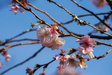 秋に咲く桜の花