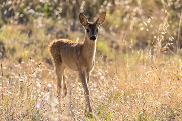 Backlight portrait of a young deer