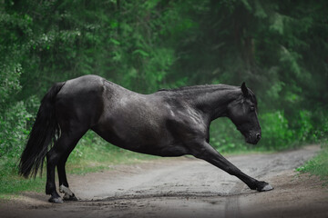 portrait of beautiful black mare horse bowing in summer forest