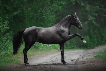 spanish walk of beautiful black mare horse in summer forest