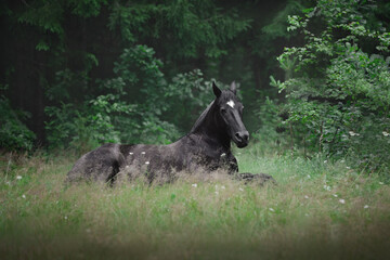 portrait of beautiful black mare horse laying on grass in summer forest