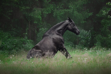 portrait of beautiful black mare horse sitting on grass in summer forest