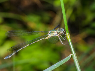 dragonfly 145