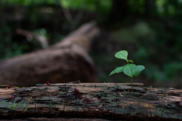 A light green sapling grows from a barren log in a forest with a blurred natural background. Copy space, new life, beginnings, opportunities