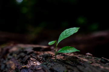 A light green sapling grows from a barren log in a forest with a blurred natural background. Copy space, new life, beginnings, opportunities