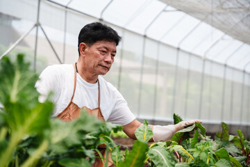 A farmer is taking care of the vegetables in his greenhouse.
