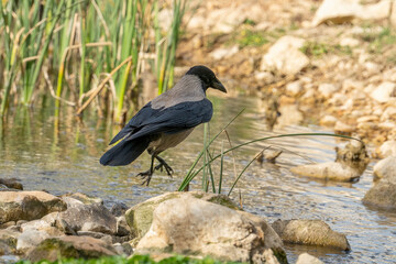 A Gray Crow Leaping into a Stream
