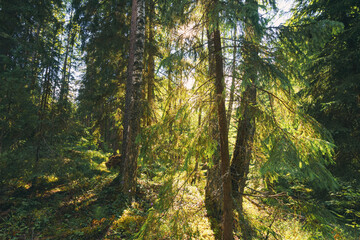 the sun's rays through the dense crowns of the trees of the European forest
