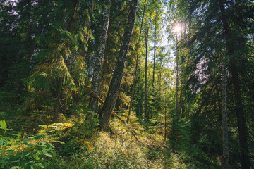the sun's rays through the dense crowns of the trees of the European forest