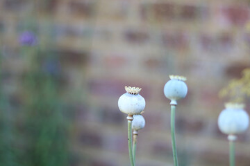 Green poppy seed heads in autumn against blurred wall with copy space