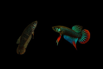 Pair of Siamese Fighting Fish or Wild betta imbellis.