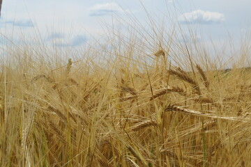 Fototapeta premium field of wheat