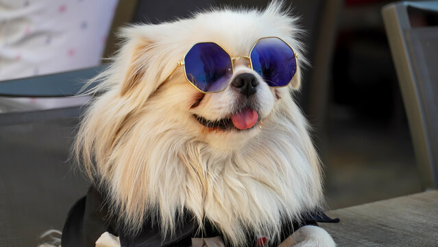 A sweltered dog by the above-seasonal temperatures