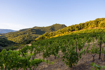 Fototapeta na wymiar Vue au coucher du soleil du vignoble Saint-Chinian près du hameau de Ceps à Roquebrun