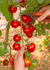 Farmer's hands harvest several cherry tomatoes from a vegetable garden