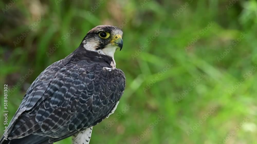 Canvas Prints Falco biarmicus or borni falcon, barni or lanario is a species of falconiform bird in the Falconidae family