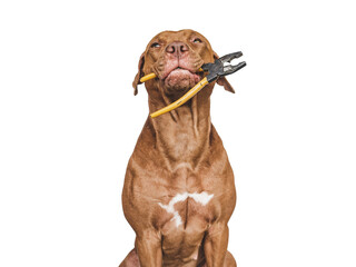 Lovable, pretty brown puppy and hand tools. Closeup, indoors. Studio photo. Congratulations for family, relatives, loved ones, friends and colleagues. Pet care concept