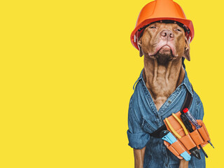Lovable, pretty brown puppy and hand tools. Close-up, indoors. Studio photo. Congratulations for family, relatives, loved ones, friends and colleagues. Pet care concept