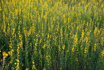 field of yellow sunhemp (crotalaria juncea indian hemp)