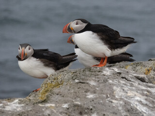 Three puffins on a rock on Vigur island, Iceland