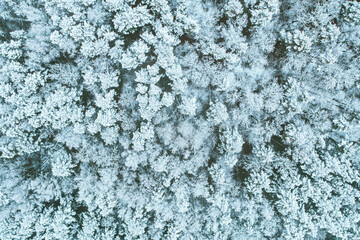 Aerial view of snow pine coniferous forest in landscape in winter. Top view flat view from attitude. Drone view of european woods at wintertime. 
