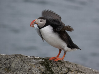 Puffin with fish in mouth on Vigur island, Iceland
