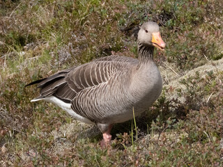 Single pink-footed goose on scrubland