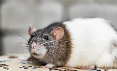 pet rat close-up