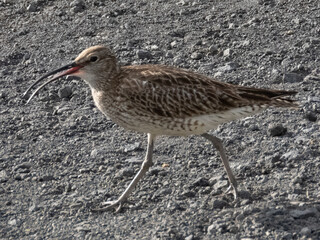 Single whimbrel standing on stony ground