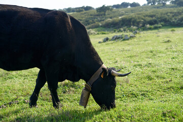 Close-up of black cow with green grazing land.