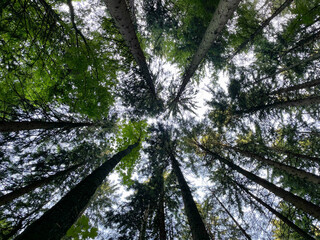 Blick nach oben im Mischwald im Sommer