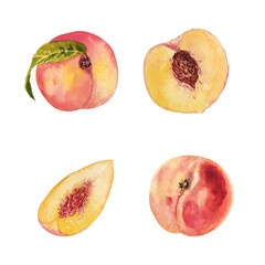 watercolor set of peaches isolated on white