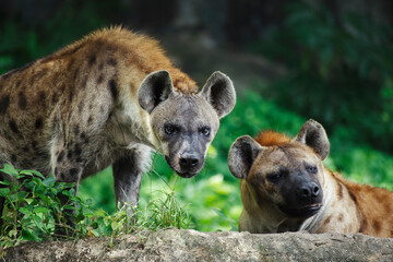 young male and female africa wild spotted hyena ready to hunt the animal.