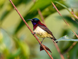 Purple-rumped sunbird male sitting on a branch in search of nectar. © NIRAMAY
