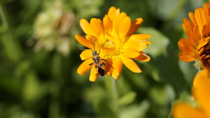 yellow flowers in the garden