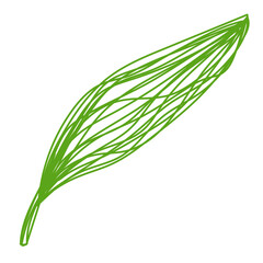 Green leaf sketch. Hand drawn vector illustration. Pen or marker doodle plant