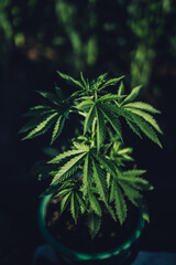 cannabis hemp plant green weed growth marijuana